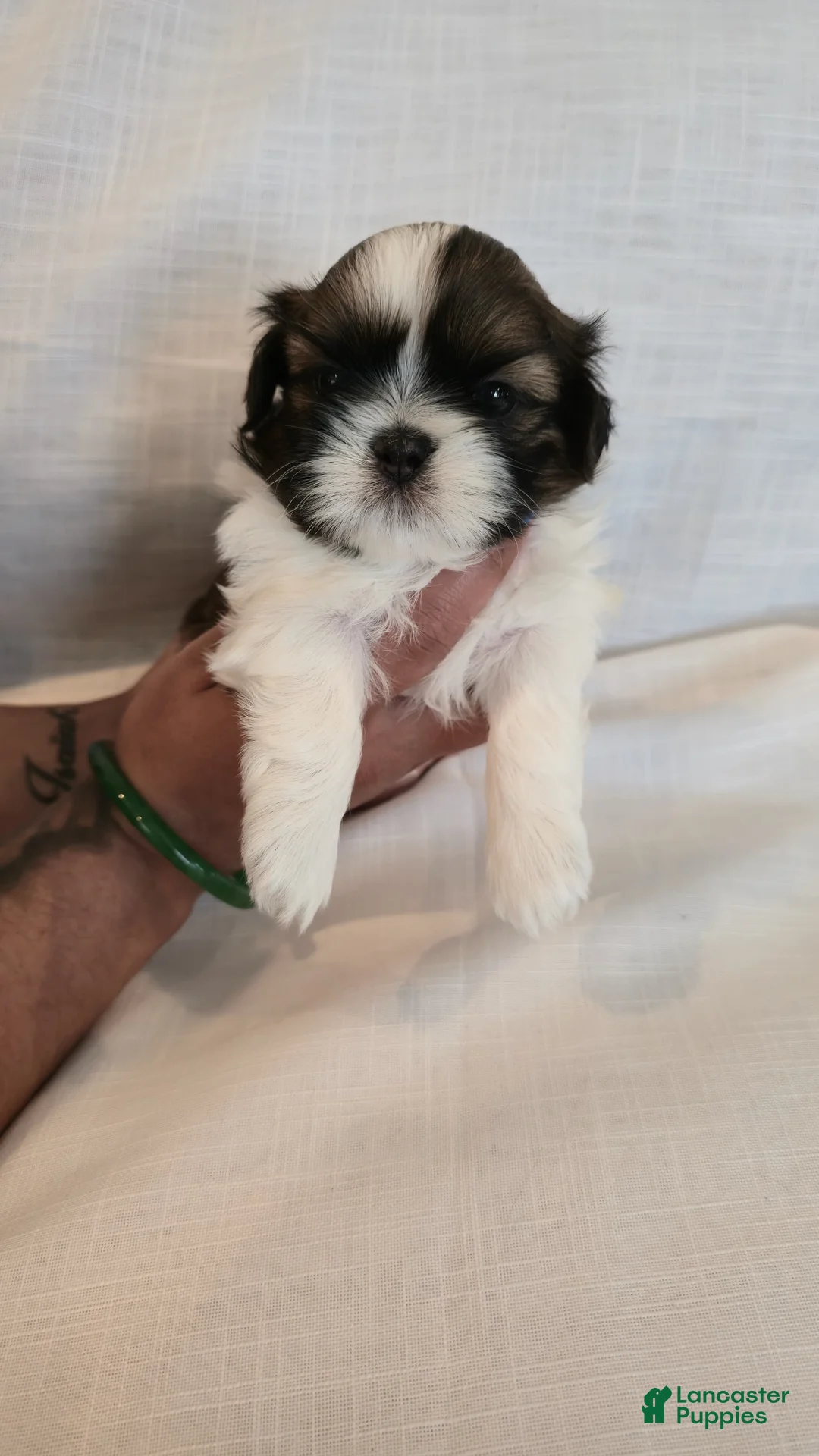 Shih Tzu dogs for sale: Bam - Ad 4