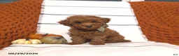 Mini Goldendoodle dogs for sale: Remi - Ad 1
