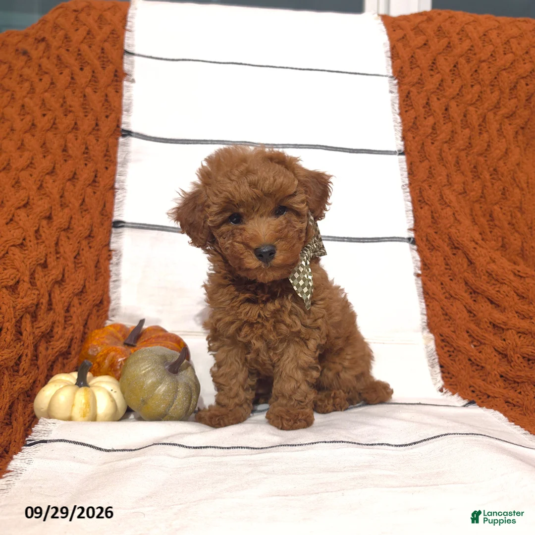 Mini Goldendoodle dogs for sale: Remi - Ad 1