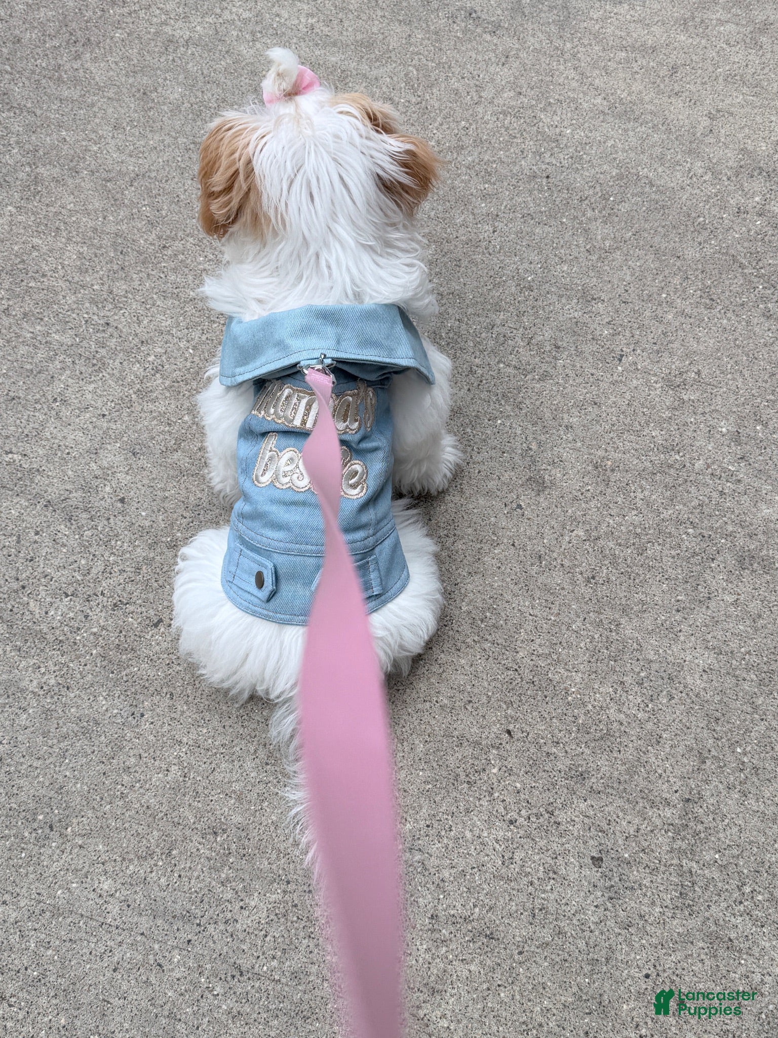 Shihpoo dogs for sale: Shihpoo 1 - Ad 1
