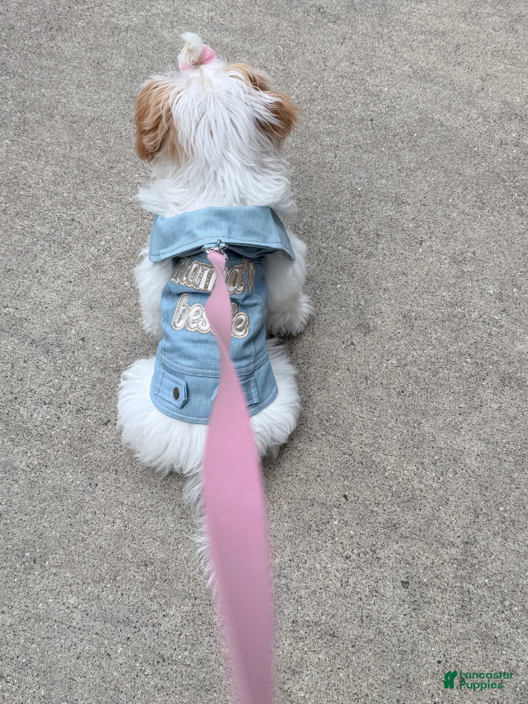 Shihpoo dogs for sale: Shihpoo 1 - Ad 1