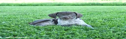 German Shorthaired Pointer dogs for sale: Gracie - Ad 3