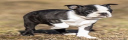 Boston Terrier dogs for sale: Mackey Boston Terrier Puppy  - Ad 4