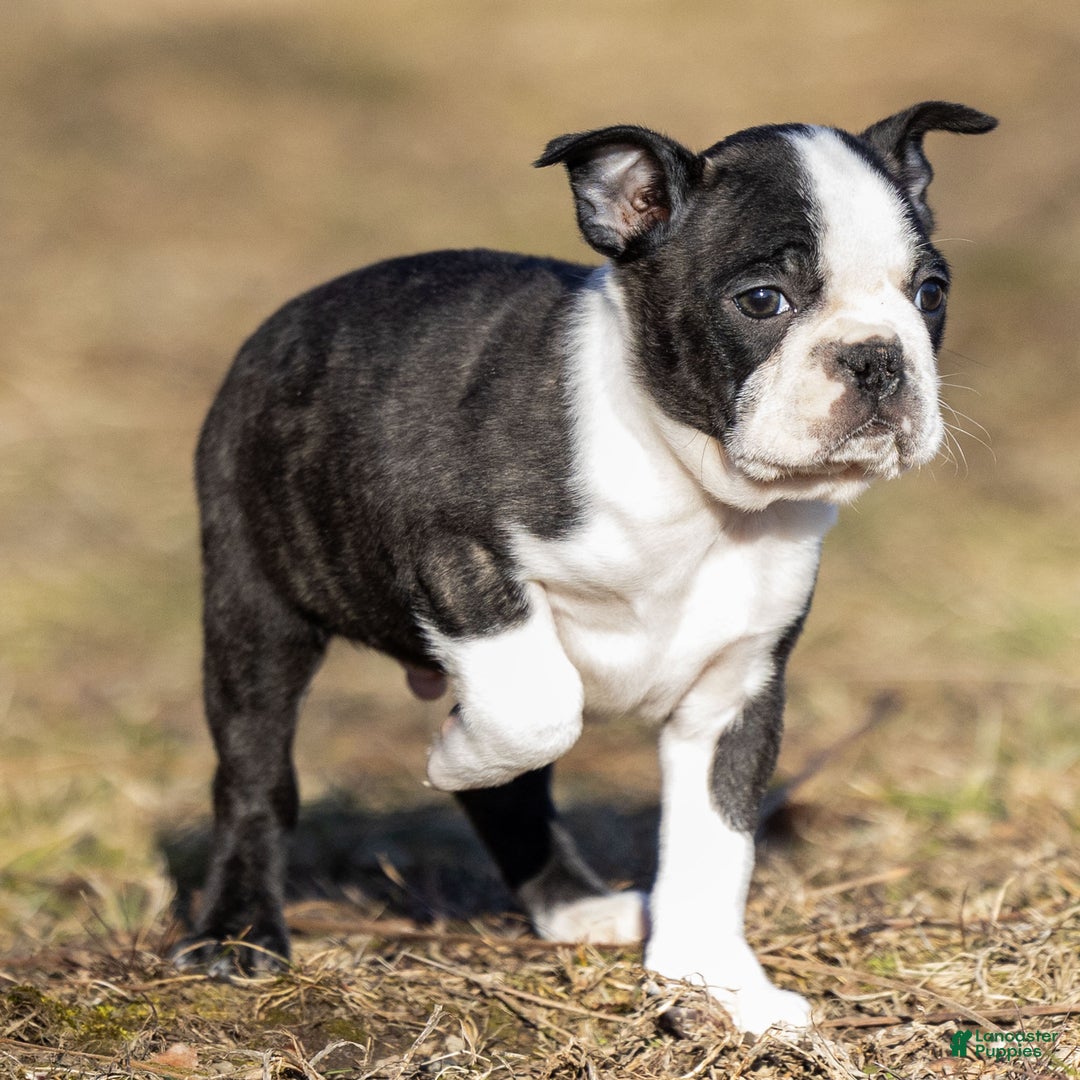 Boston Terrier dogs for sale: Mackey Boston Terrier Puppy  - Ad 4