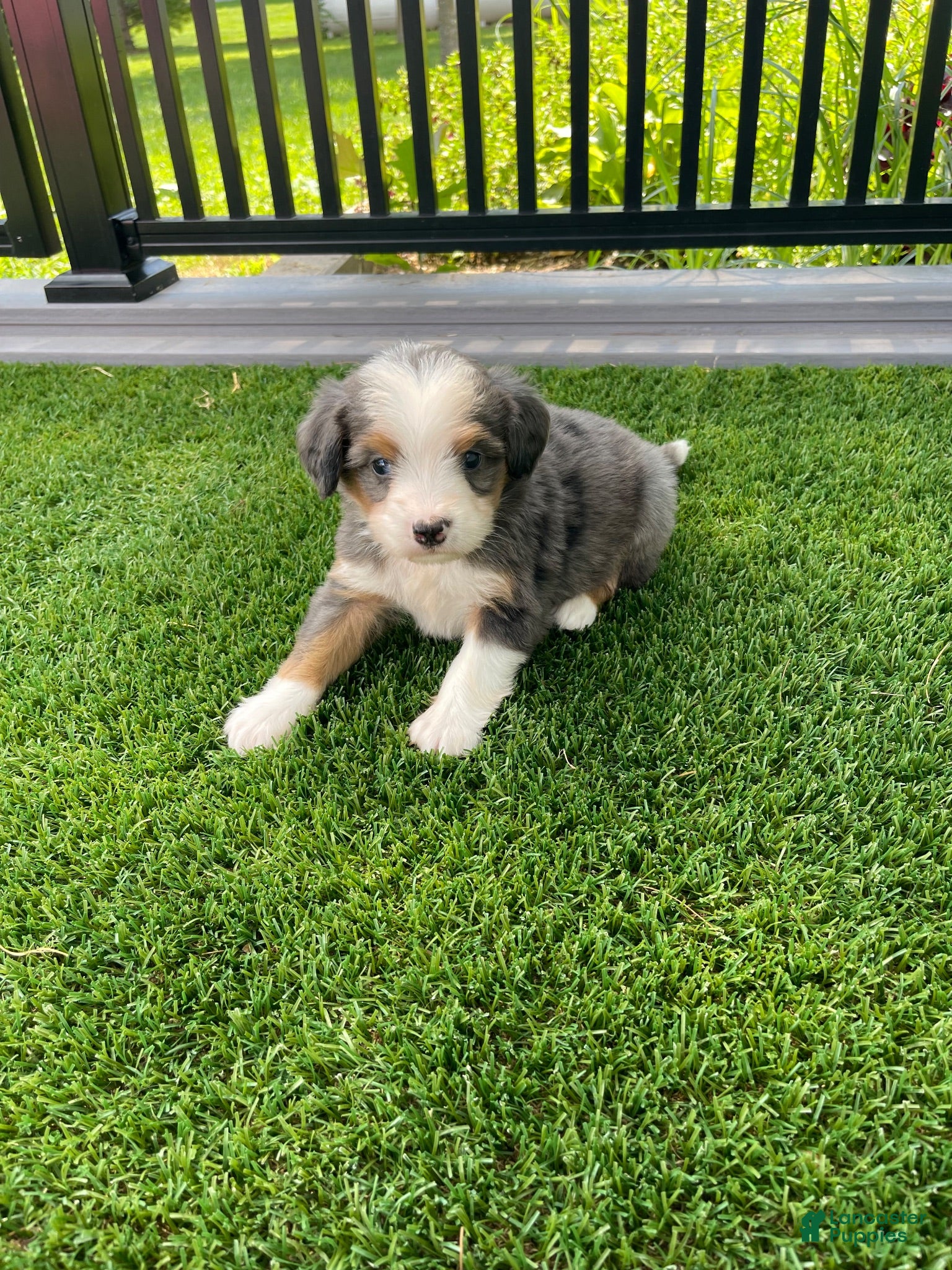 Mini Bernedoodle dogs Layton  - Ad 2