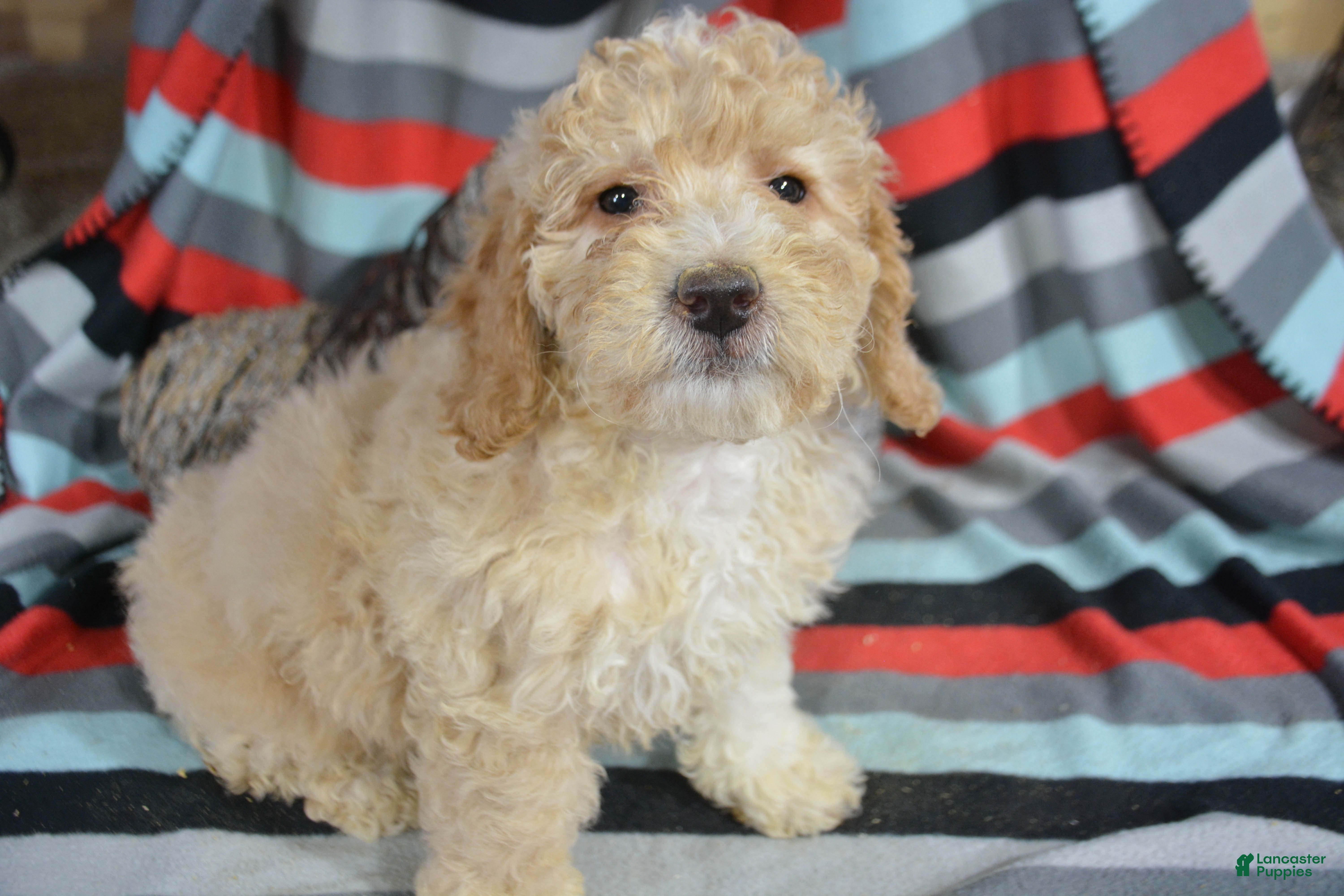 Miniature Poodle dogs for sale: Miniature Poodle Puppy 4 Paris - Ad 3