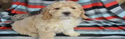 Miniature Poodle dogs for sale: Miniature Poodle Puppy 4 Paris - Ad 1