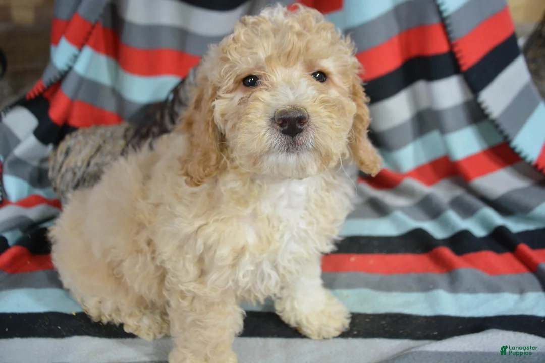 Miniature Poodle dogs for sale: Miniature Poodle Puppy 4 Paris - Ad 1