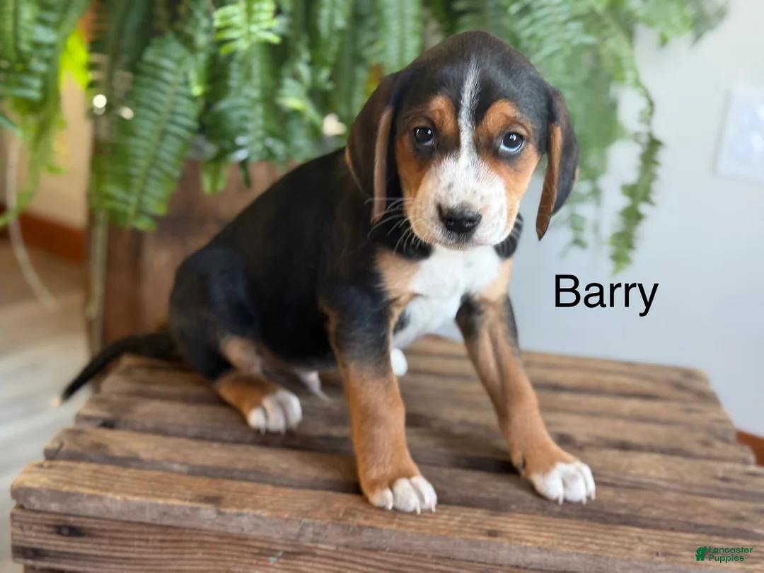 Mixed Breed dogs for sale: Barry - Ad 1