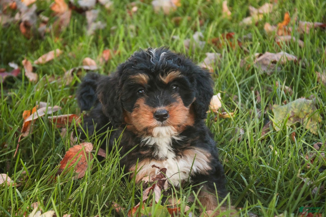 Mini Bernedoodle dogs Apple F1 Mini Bernedoodle  - Ad 2