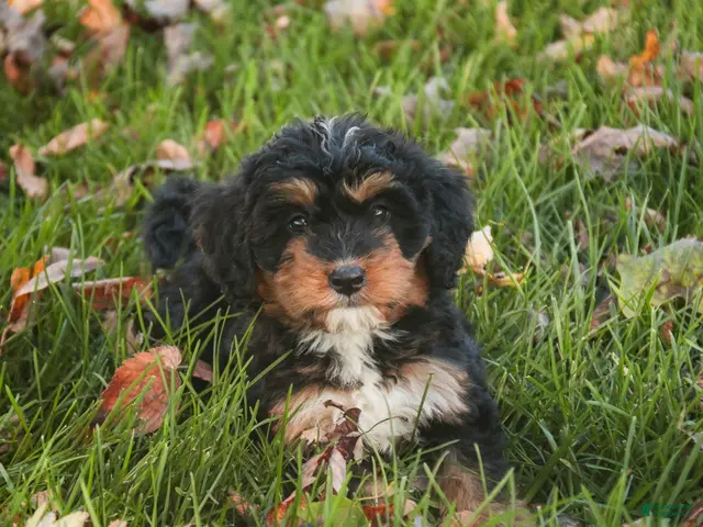Mini Bernedoodle dogs for sale: Apple F1 Mini Bernedoodle - Ad 2