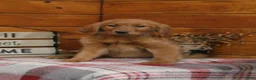 Golden Retriever dogs for sale: Gabby - Ad 2