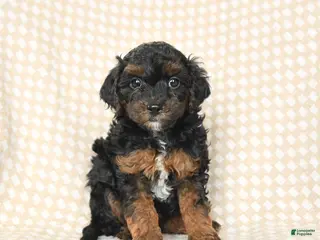 Bichpoo dogs for sale: Daisy - Ad 3