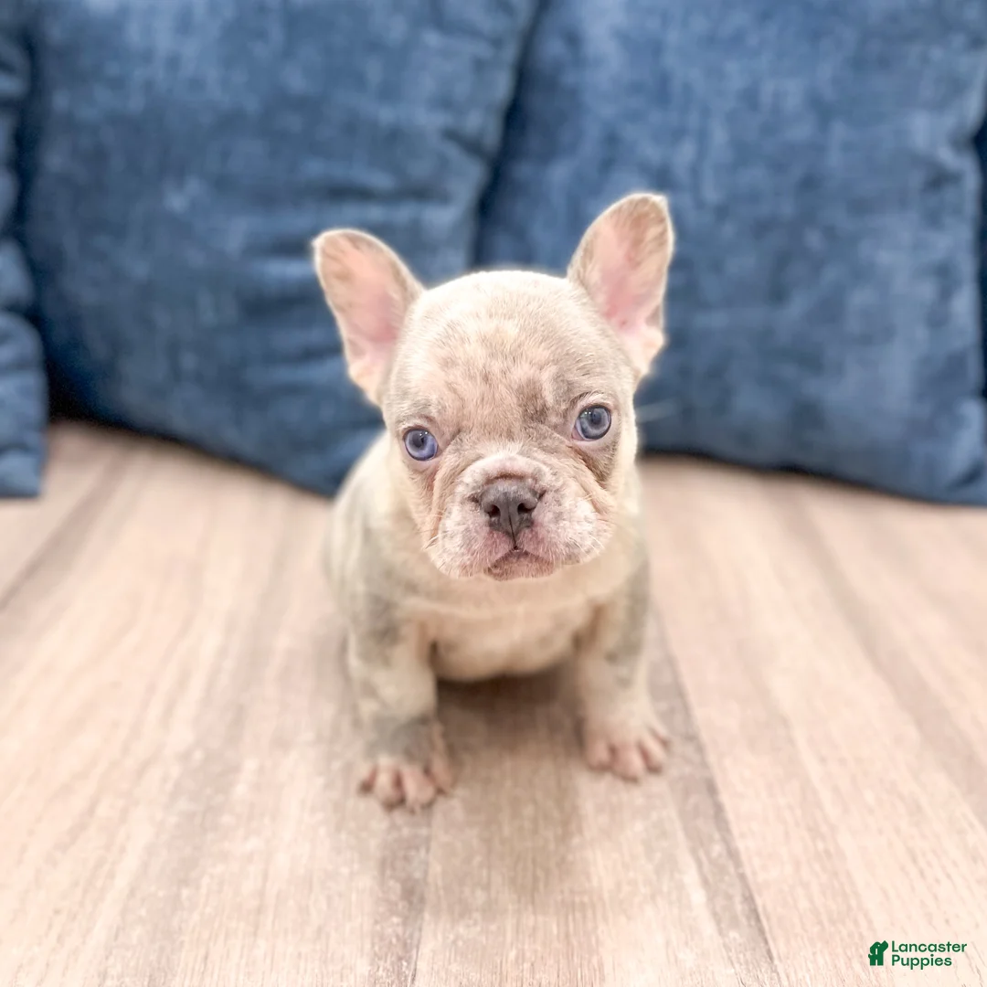 French Bulldog dogs for sale: Leo - Ad 1
