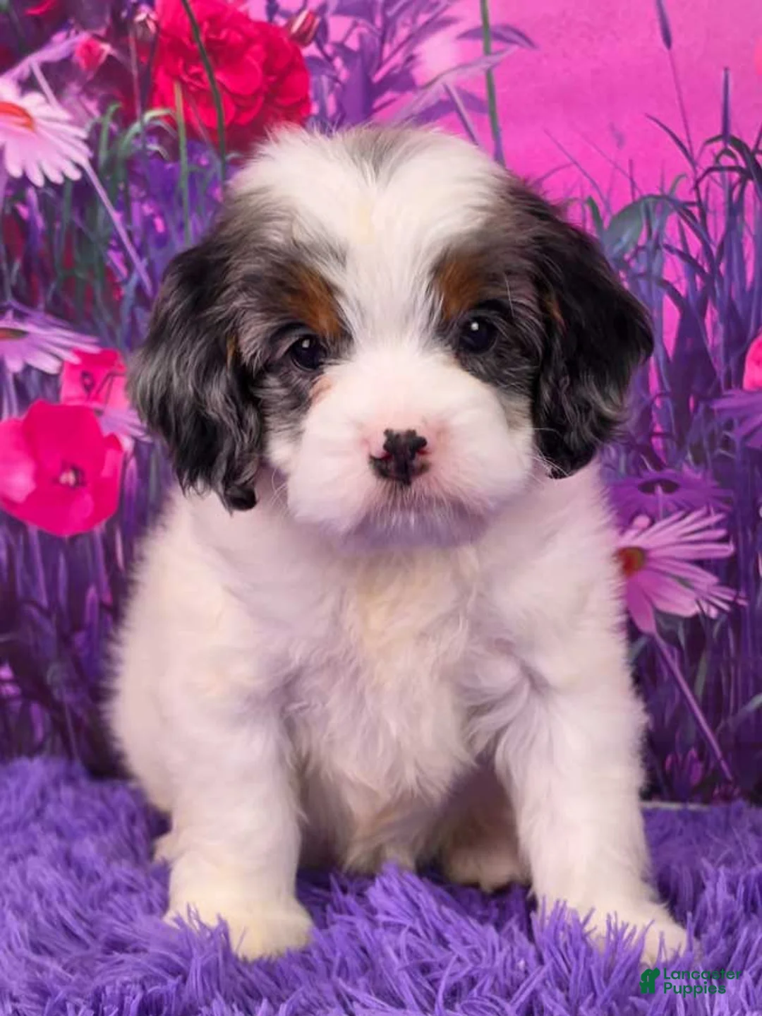 Mini Bernedoodle dogs for sale: Poppy - Ad 1
