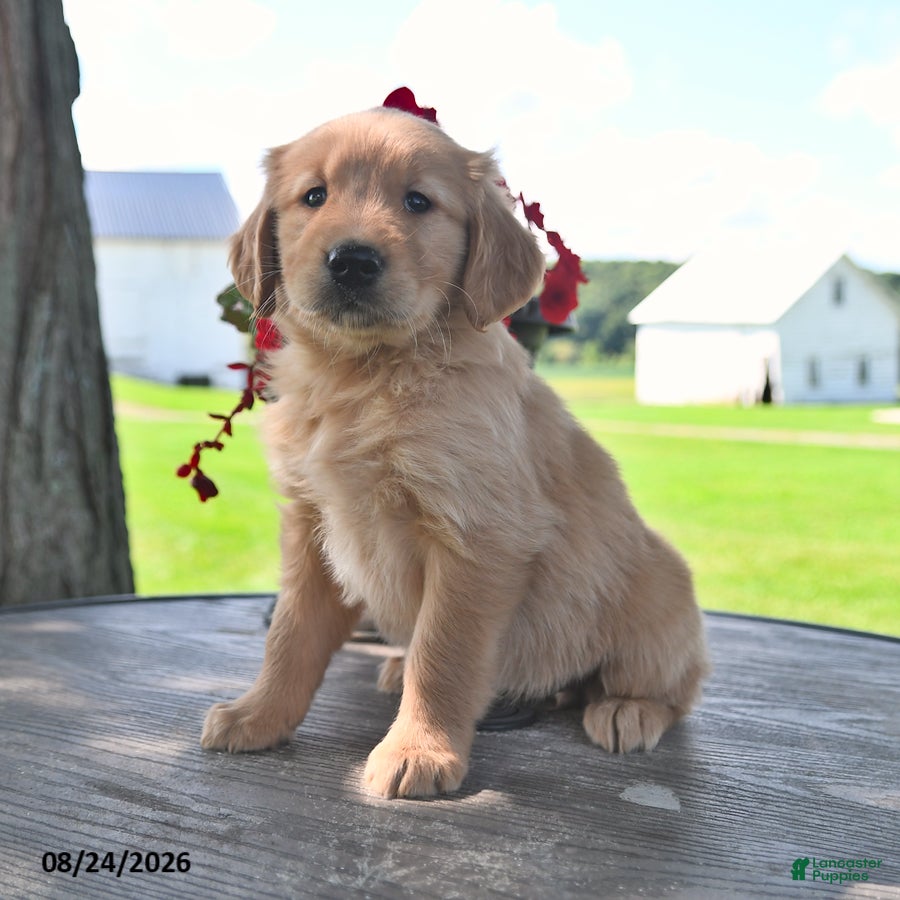 Golden Retriever dogs Tilly - Ad 2
