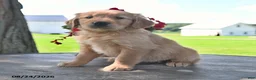 Golden Retriever dogs for sale: Tilly - Ad 2