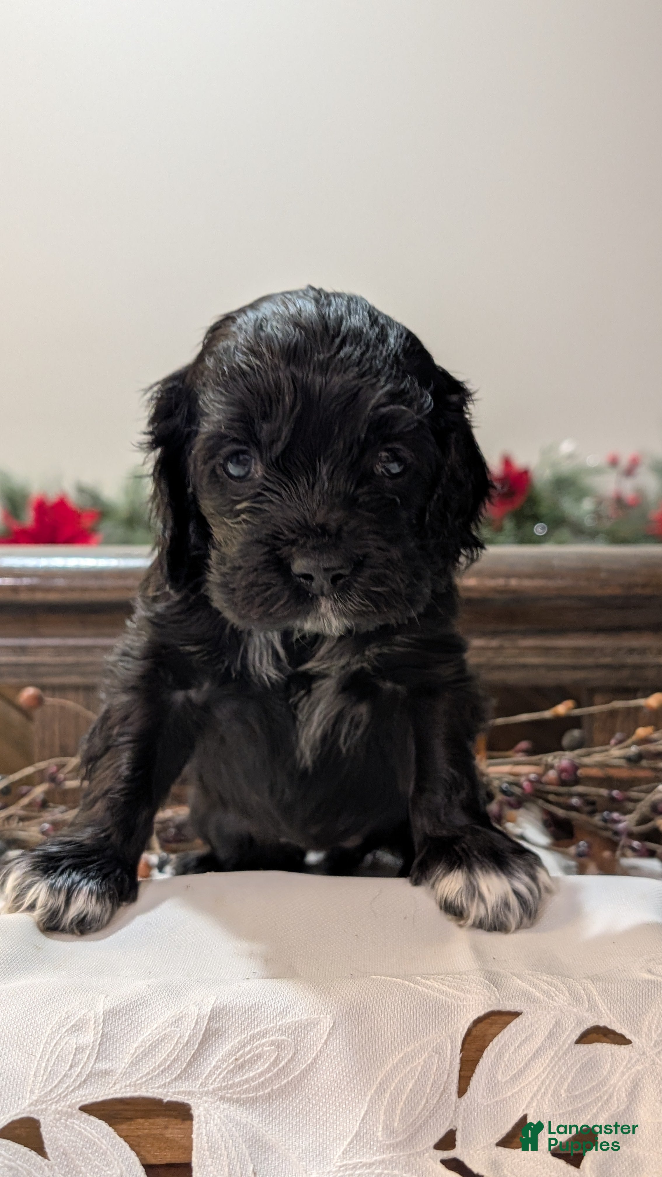 Cocker Spaniel dogs Midnight  - Ad 30
