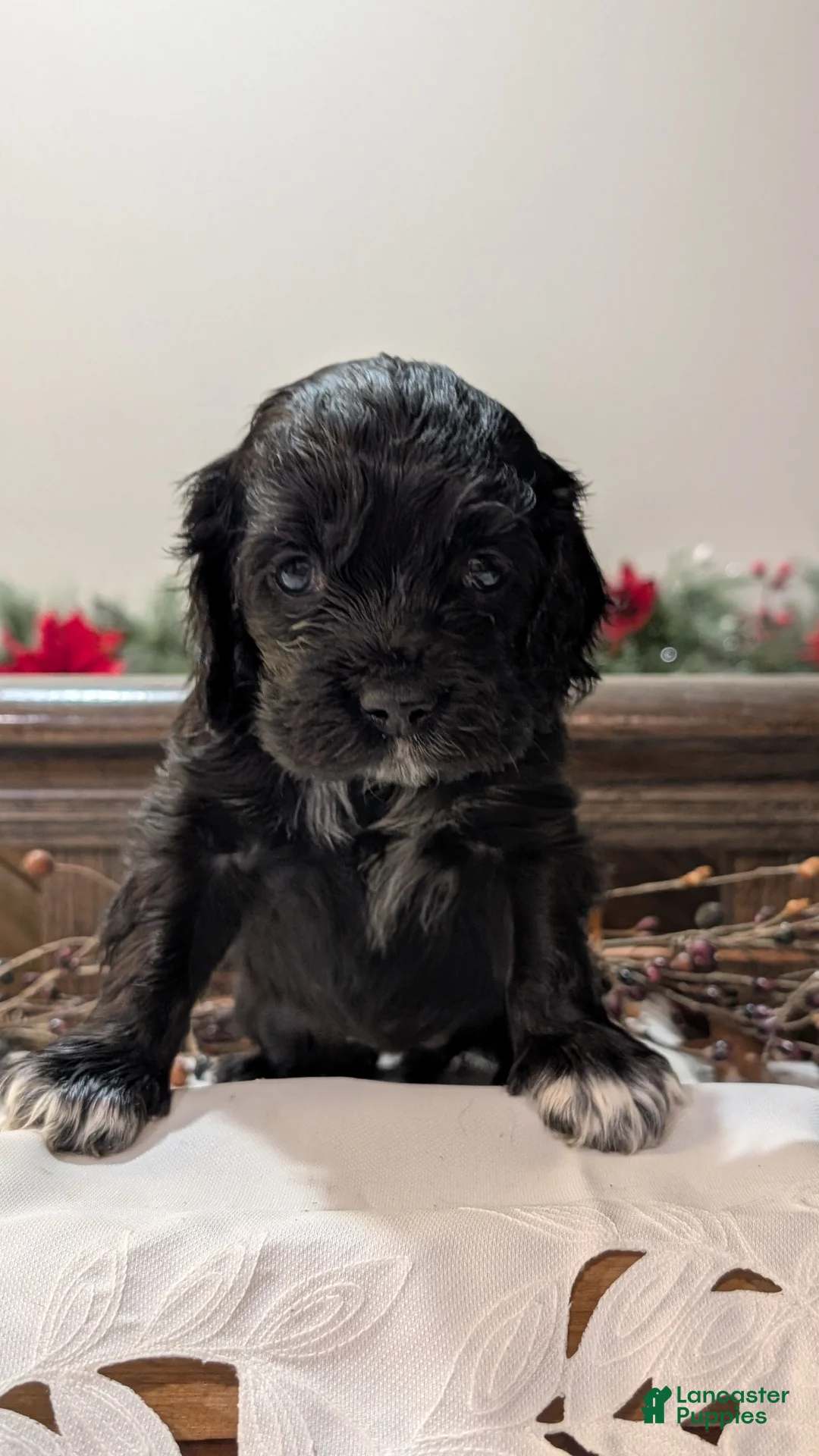 Cocker Spaniel dogs for sale: Midnight  - Ad 1