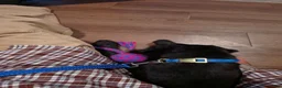 Standard Schnauzer dogs for sale: LILY- Standard Schnauzer  - Ad 14