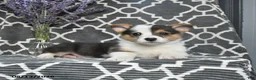 Welsh Corgi Pembroke dogs for sale: Cricket - Ad 3