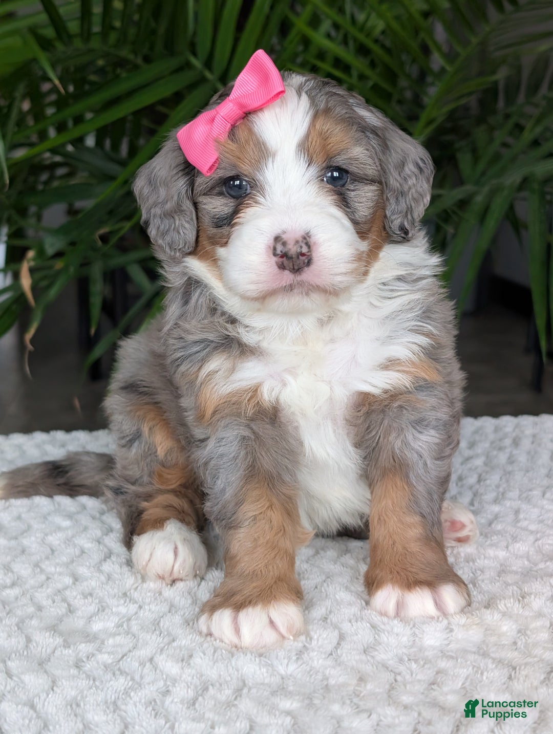 Mini Bernedoodle dogs for sale: Mini Allie  - Ad 21