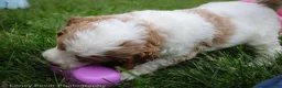 Goldendoodle dogs for sale: Miss Purple - Ad 4