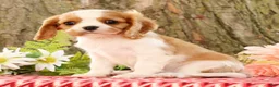 Cavalier King Charles Spaniel dogs for sale: Zack - Ad 5