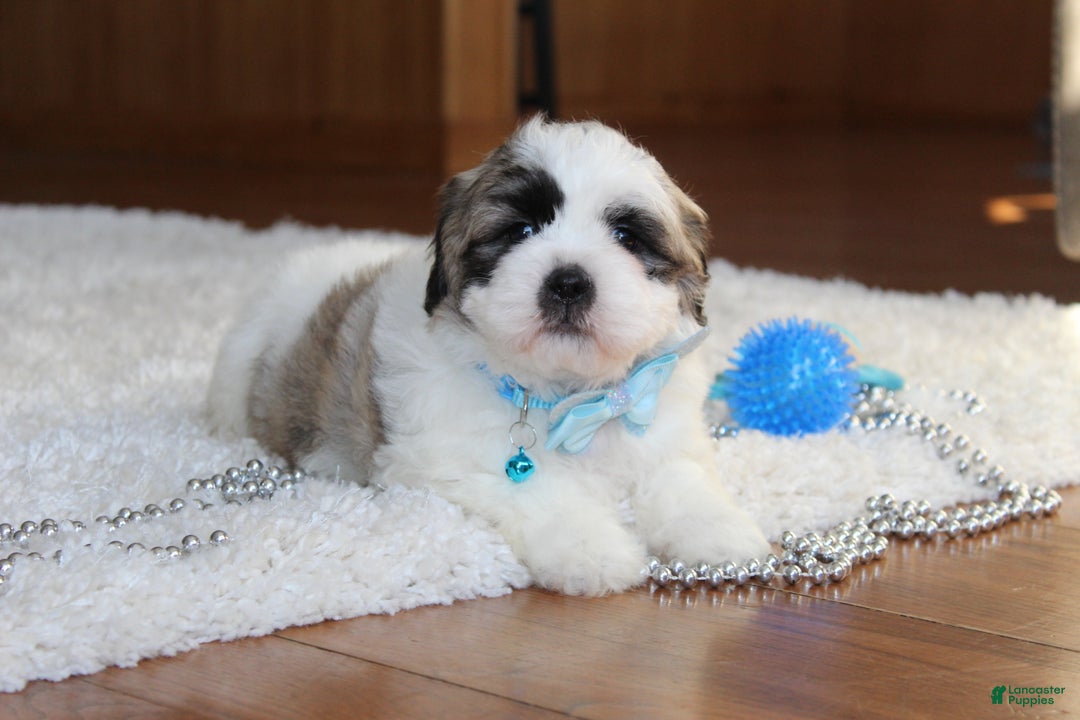 Teddy Bear dogs for sale: Logan - Ad 1