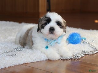 Teddy Bear dogs Logan - Ad 25