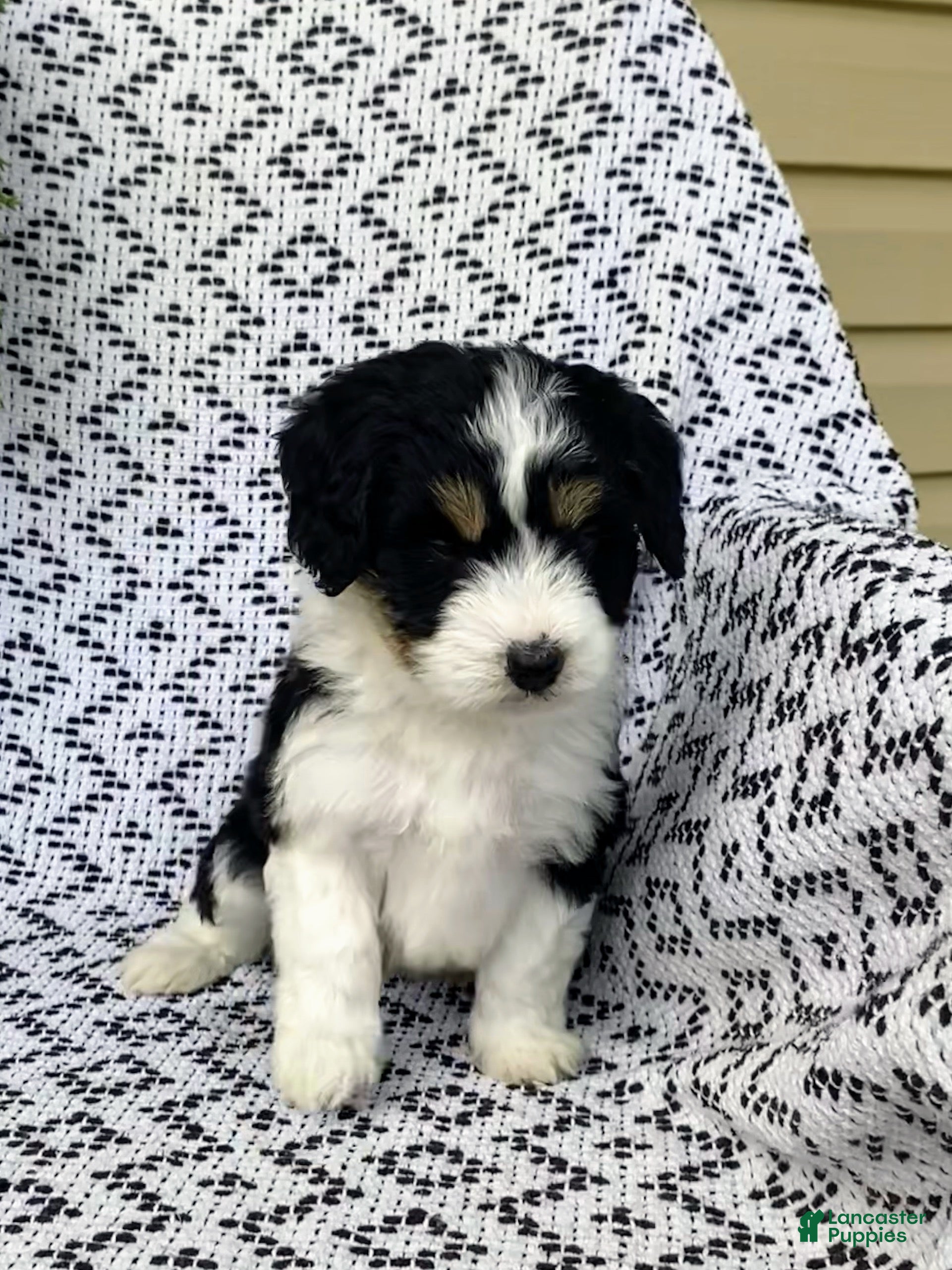 Mini Aussiedoodle dogs Blake - Ad 3