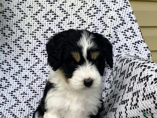 Mini Aussiedoodle dogs Blake - Ad 7