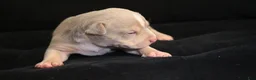 American Bully dogs for sale: Tampa - Ad 3