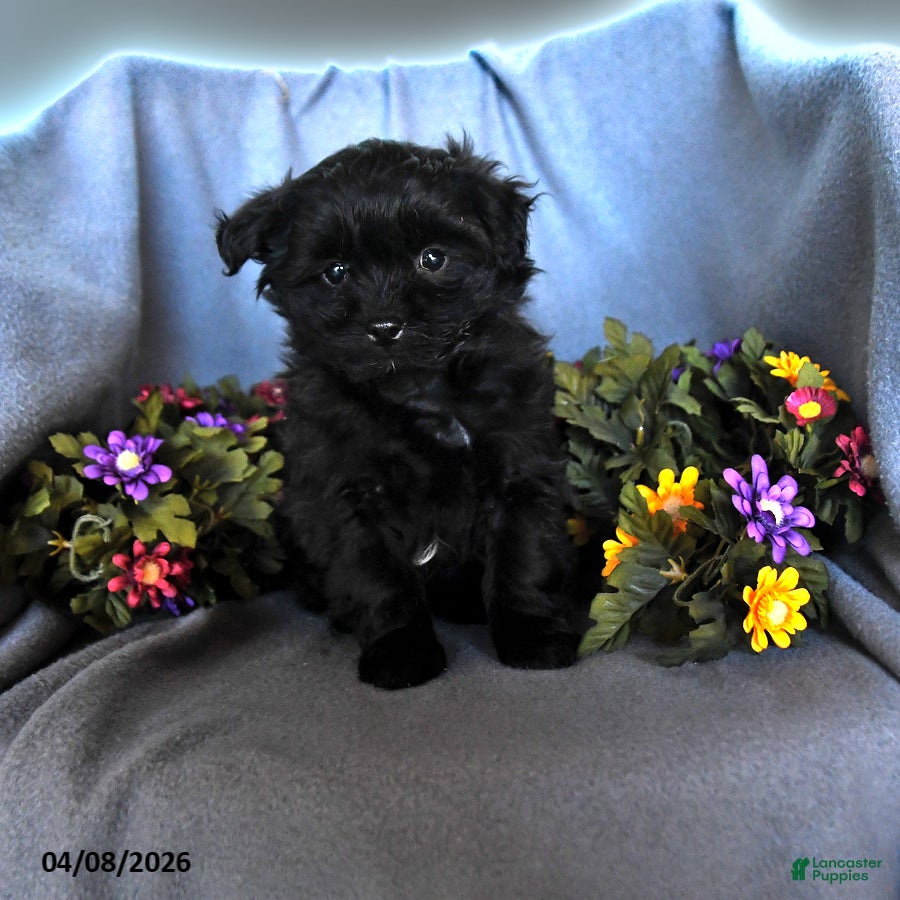 Pomapoo dogs Star - Ad 1