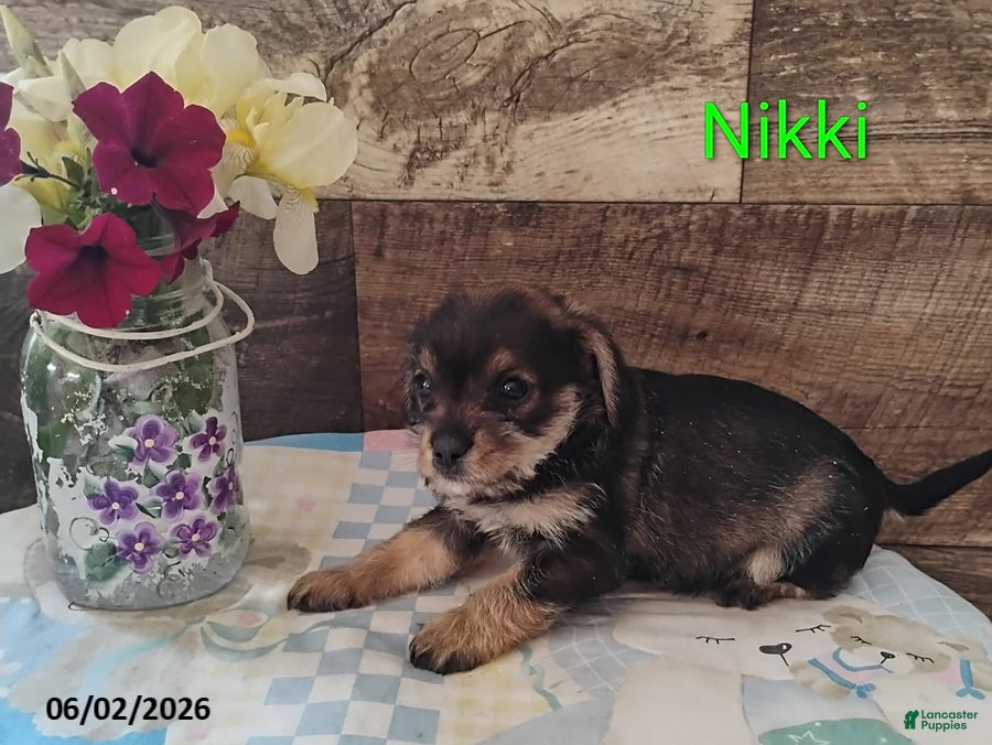 Mixed Breed dogs for sale: Nicki - Ad 5
