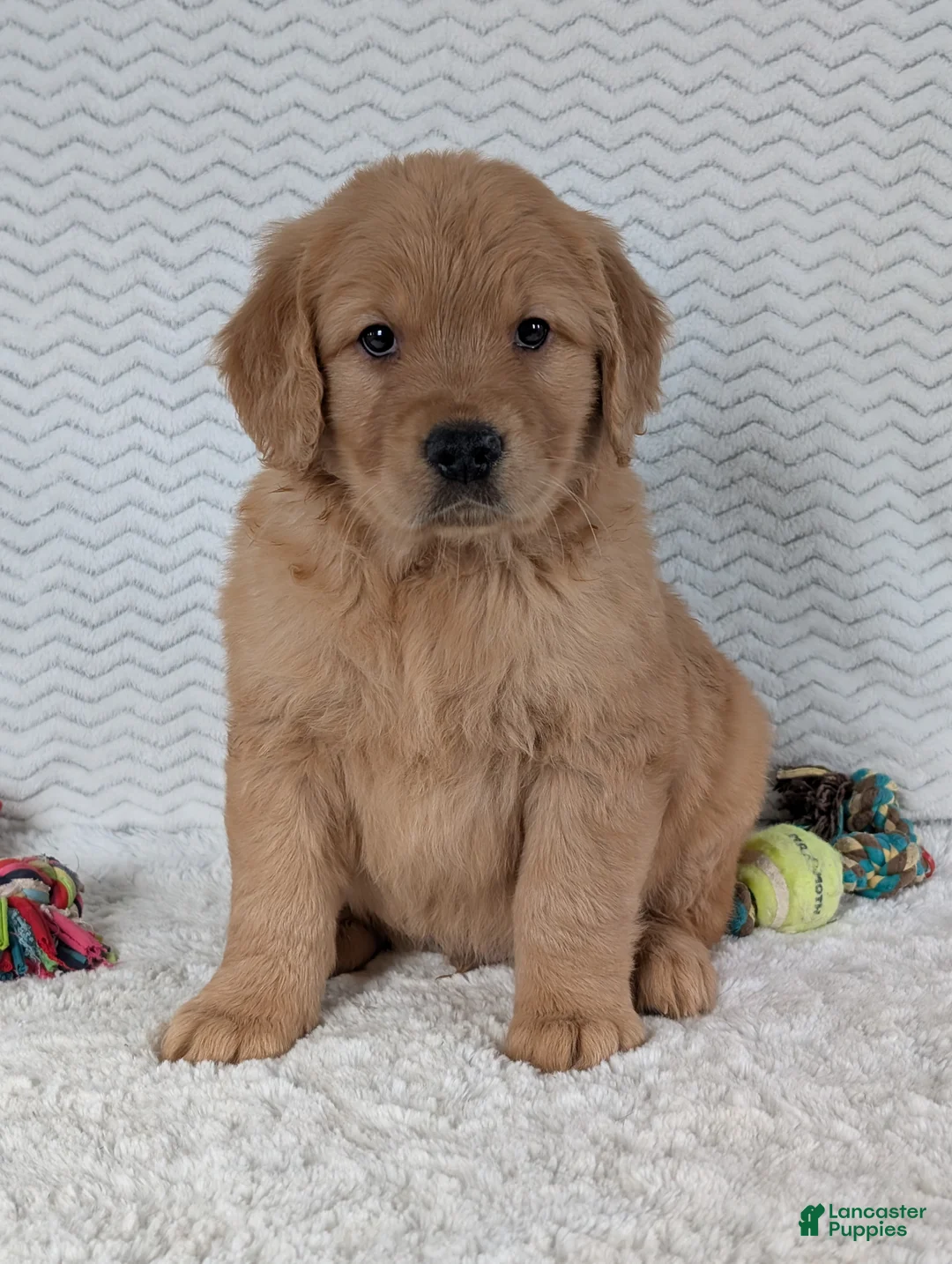 Golden Retriever dogs for sale: Parker  - Ad 13
