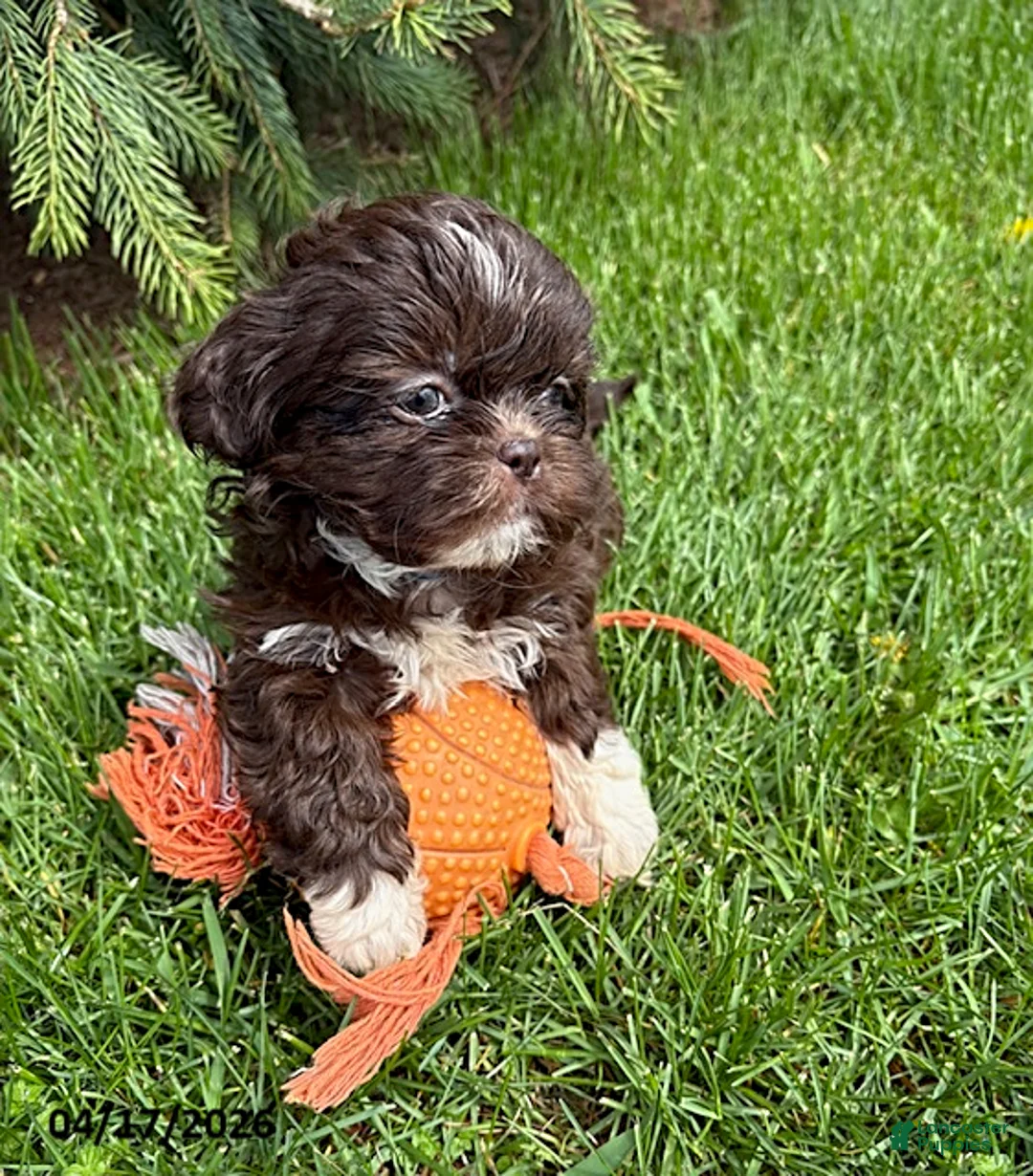 Shih Tzu dogs for sale: Tessa - Ad 2