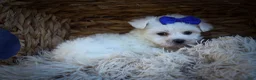 Maltese dogs for sale: Marley🐾 - Ad 17