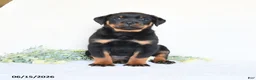 Rottweiler dogs for sale: Archie - Ad 1
