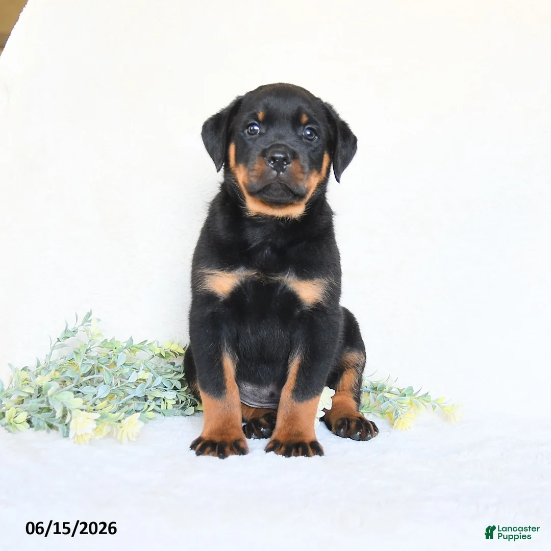 Rottweiler dogs for sale: Archie - Ad 1