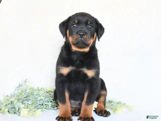 Rottweiler dogs for sale: Archie - Ad 2