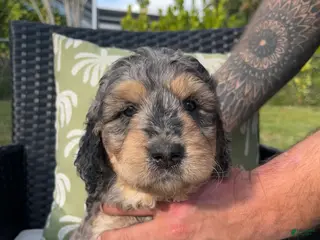 Goldendoodle dogs Bobbi - Ad 22