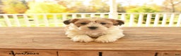 Teddy Bear dogs for sale: Brooks - Ad 7