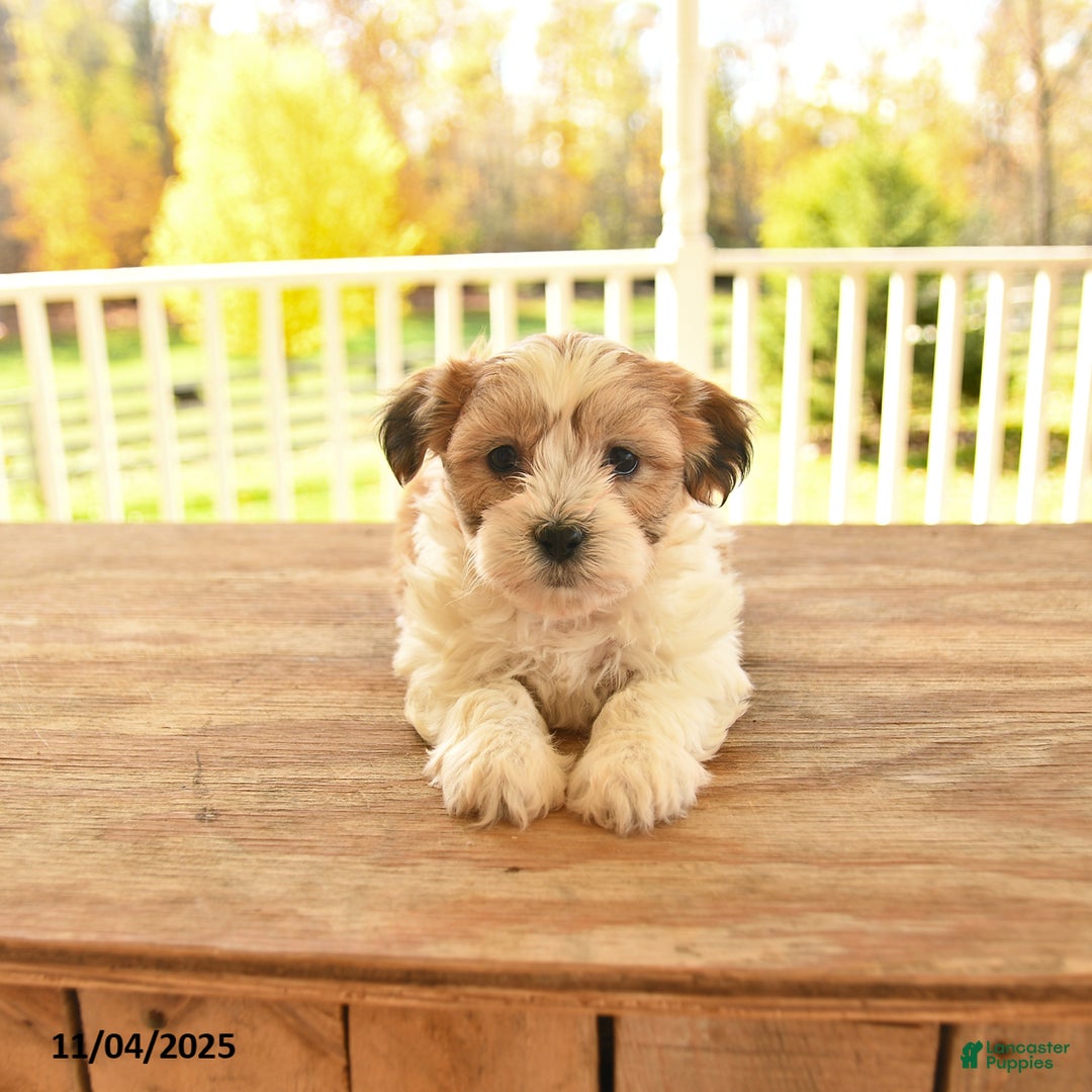 Teddy Bear dogs for sale: Brooks - Ad 7