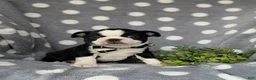 Boston Terrier dogs for sale: Brennen - Ad 3