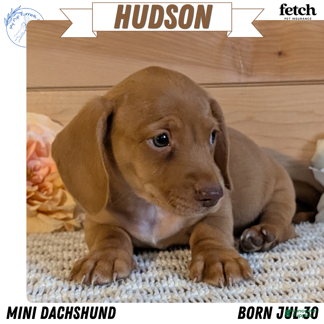 Hudson, Dachshund