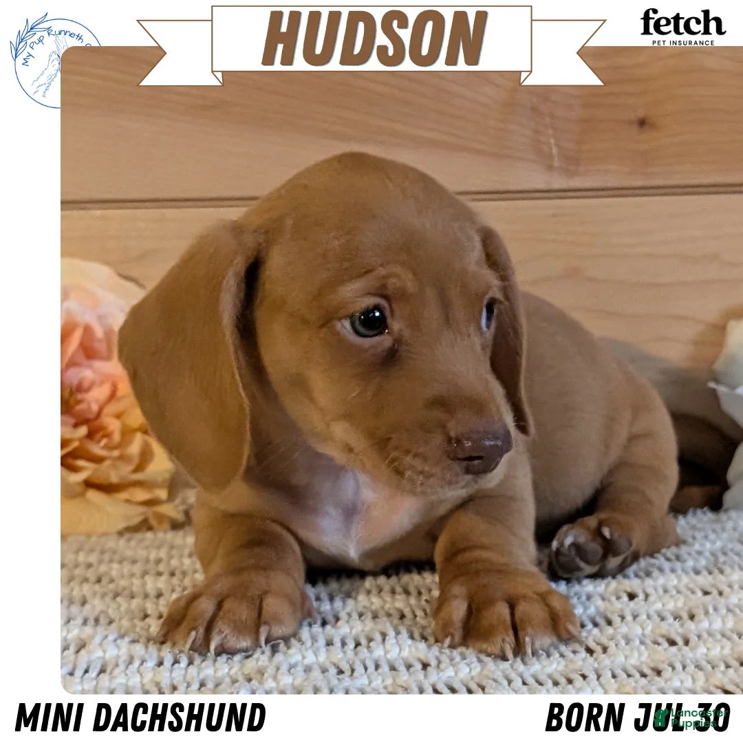 Miniature Dachshund dogs for sale: Hudson - Ad 1
