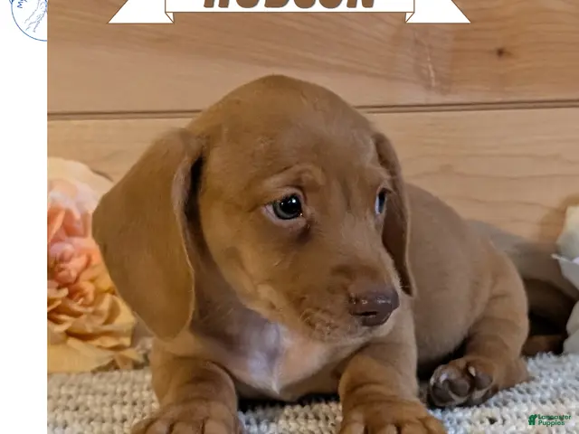 Miniature Dachshund dogs for sale: Hudson - Ad 1