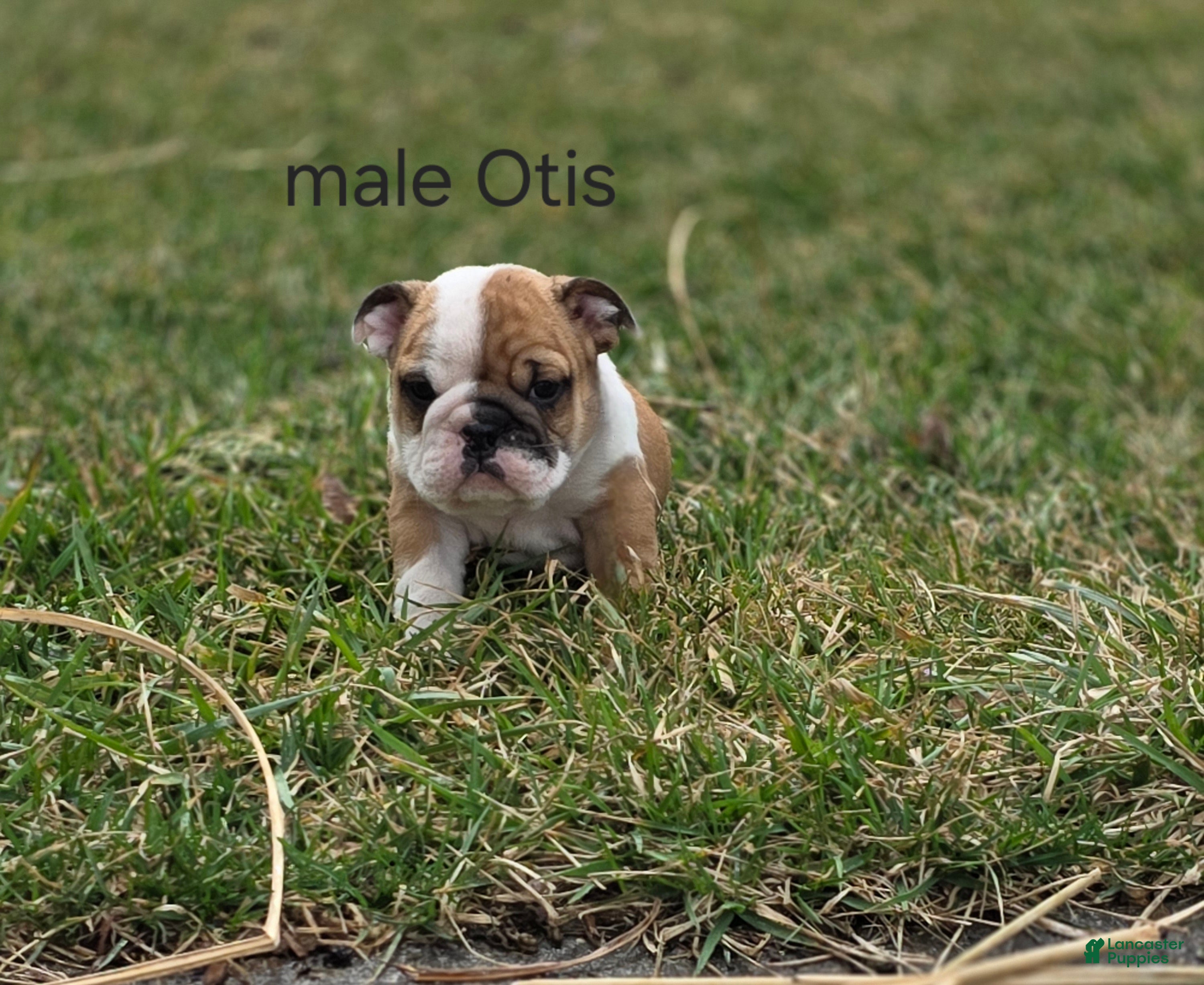 English Bulldog dogs English Bulldog Puppy 1 - Ad 1