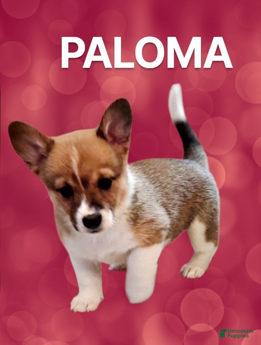 Mixed Breed dogs Paloma - Ad 1
